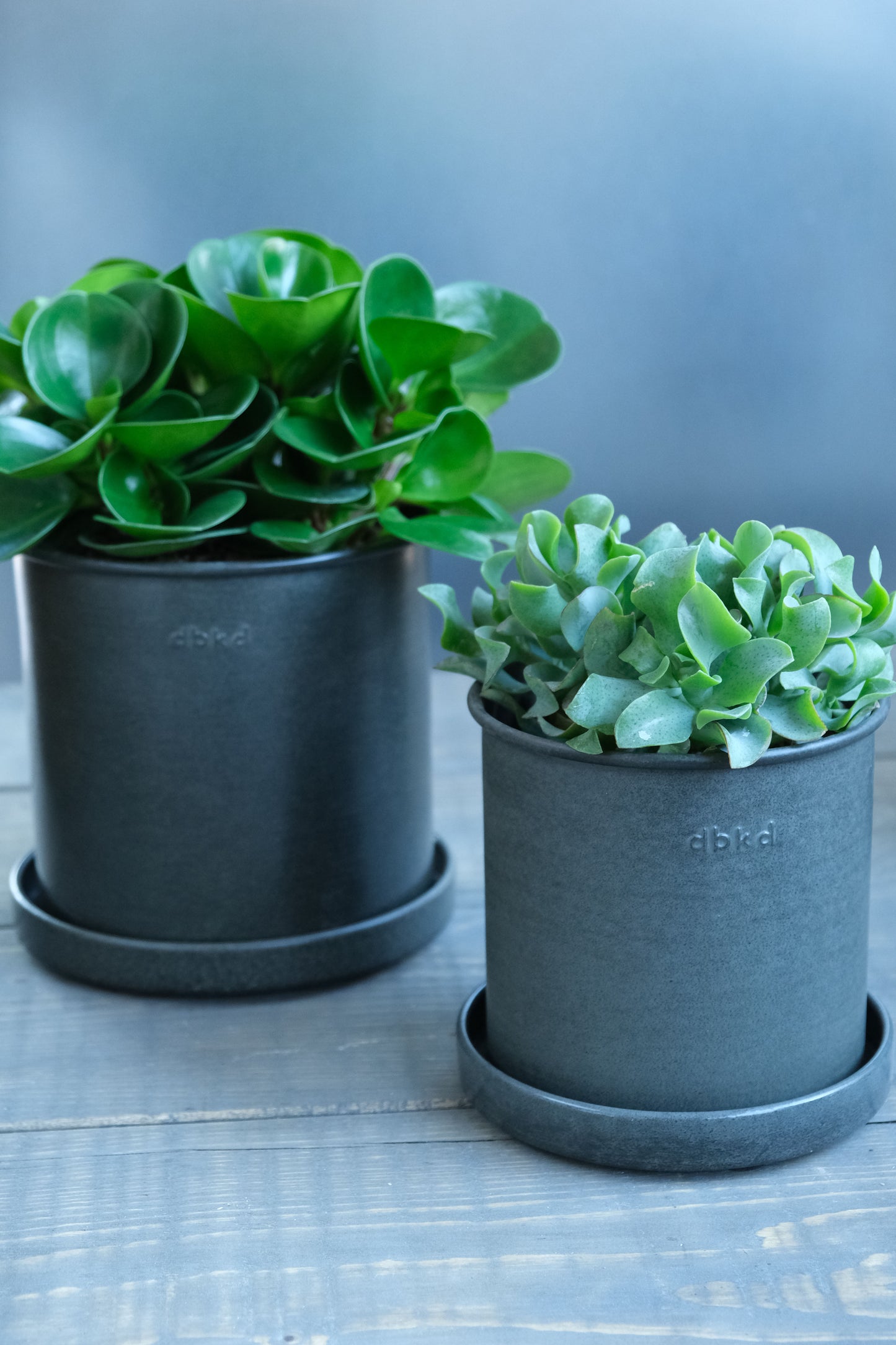 DBKD Plant Pot Small