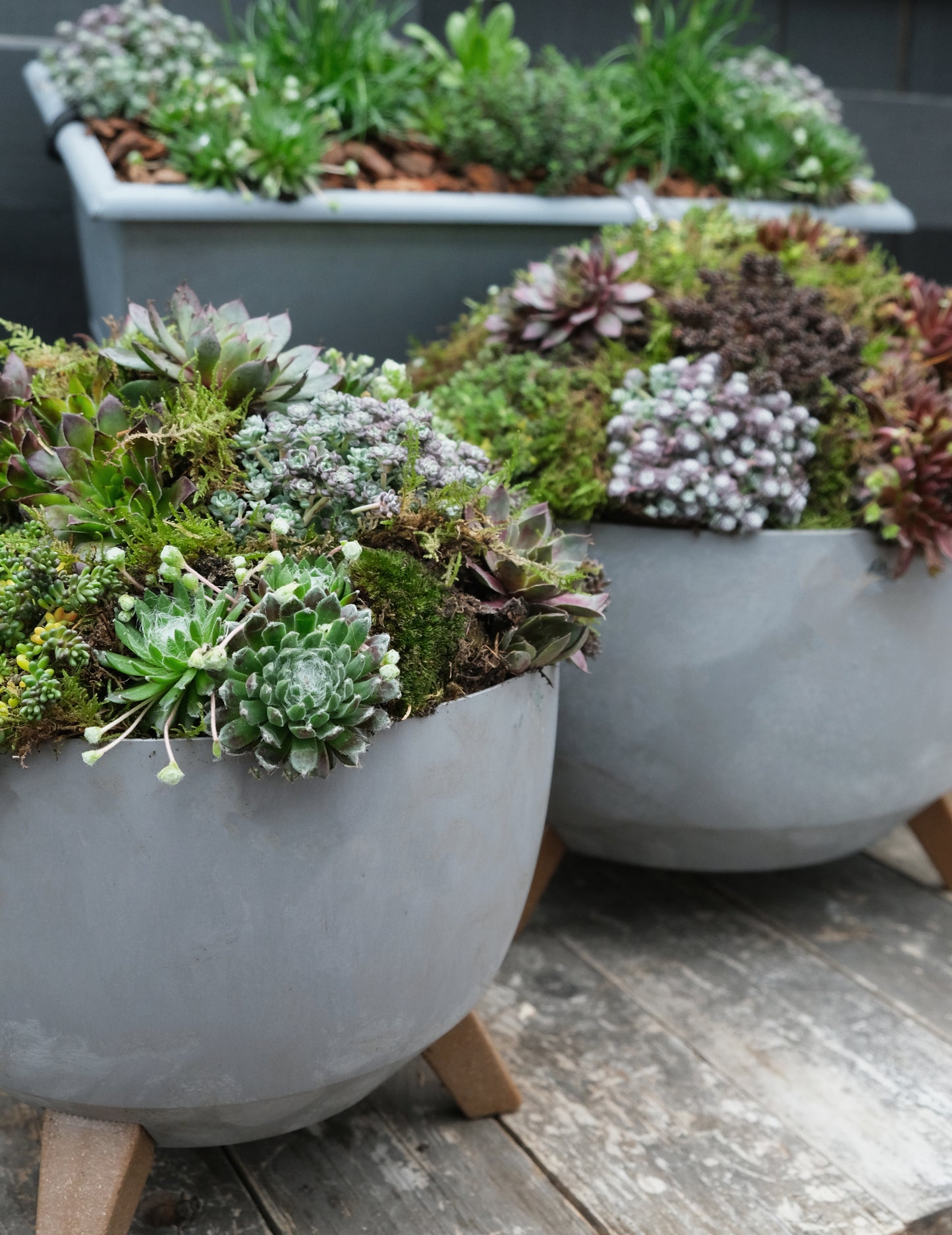 Workshop: Green Sedum Plantbowl