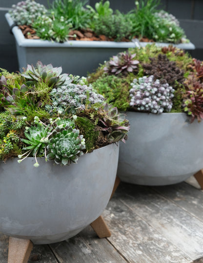 Workshop: Green Sedum Plantbowl
