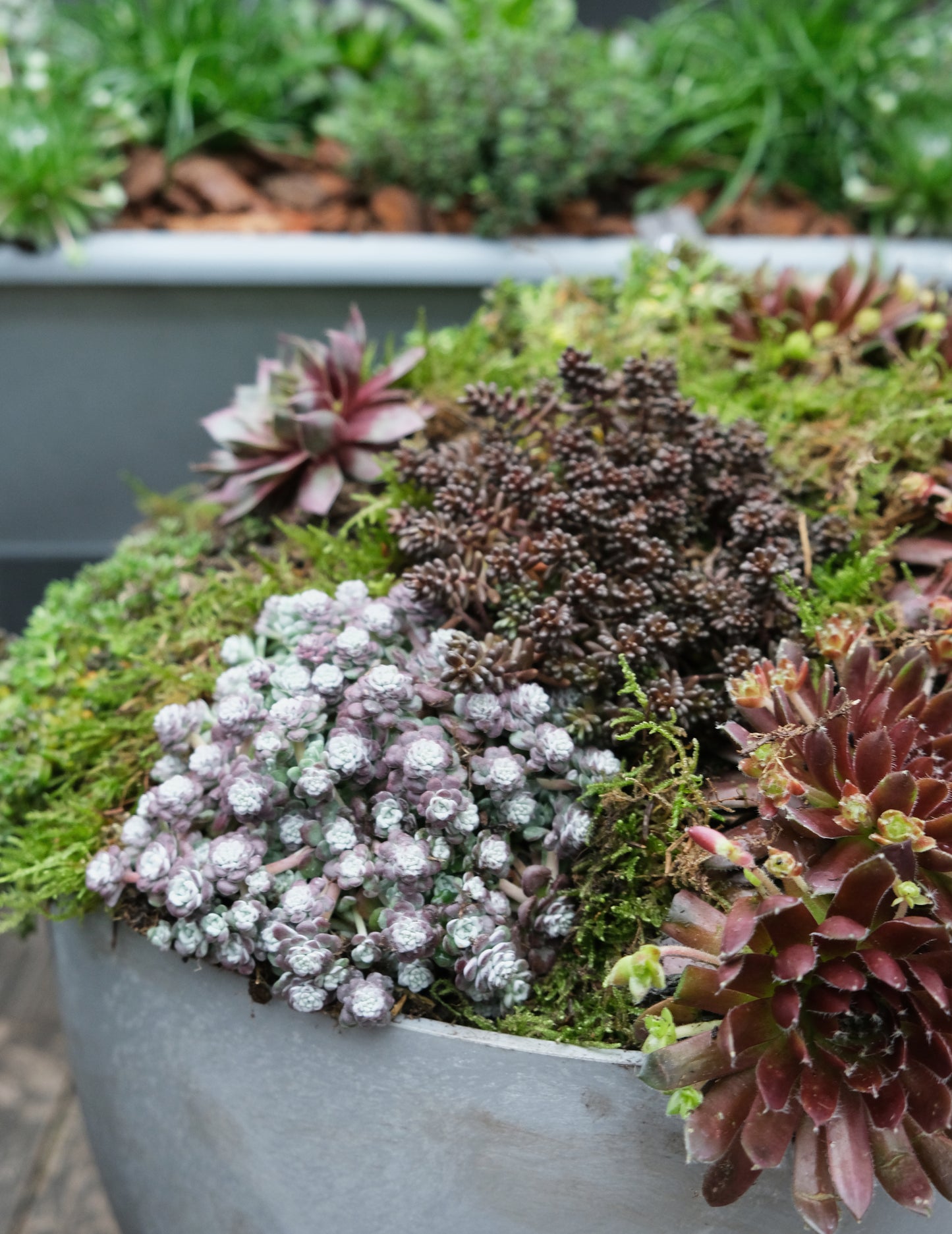 Workshop: Green Sedum Plantbowl