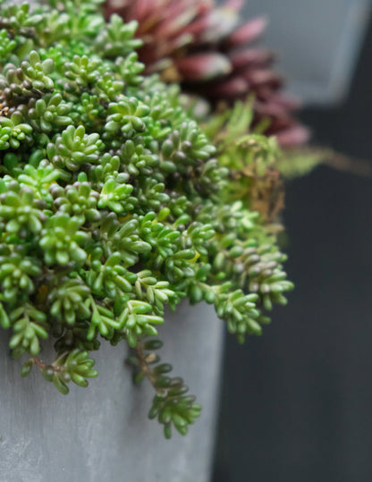 Workshop: Green Sedum Plantbowl