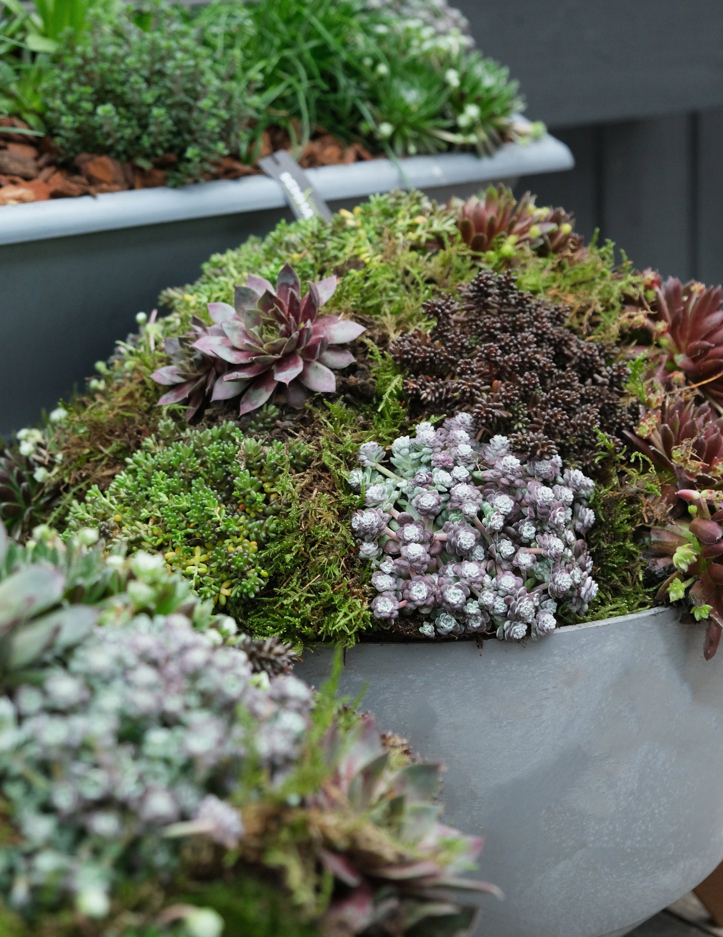 Workshop: Green Sedum Plantbowl