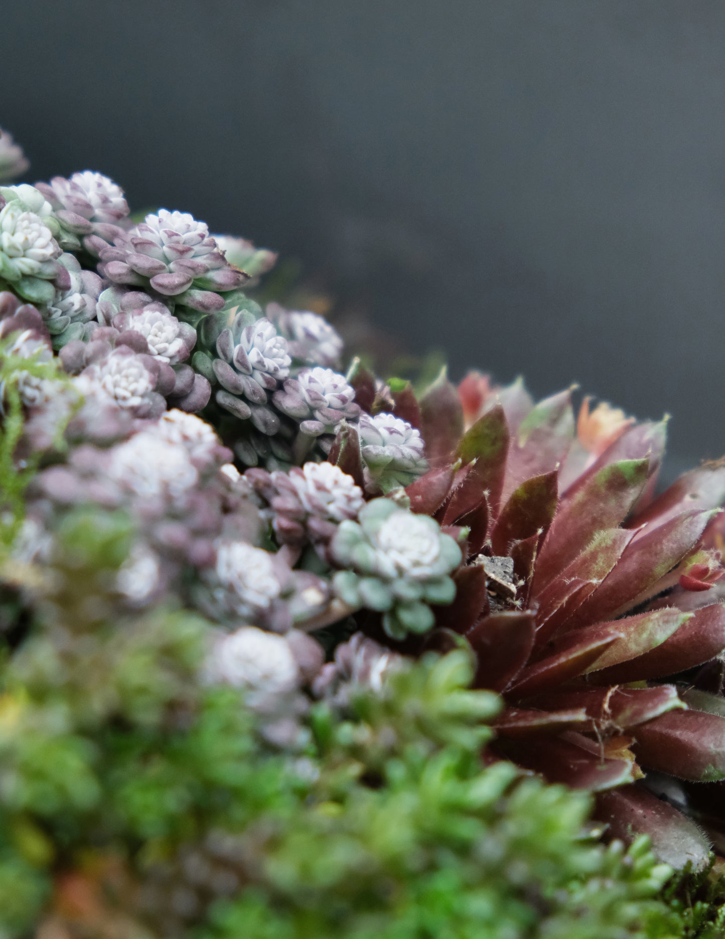 Workshop: Green Sedum Plantbowl
