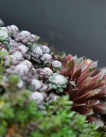 Workshop: Green Sedum Plantbowl