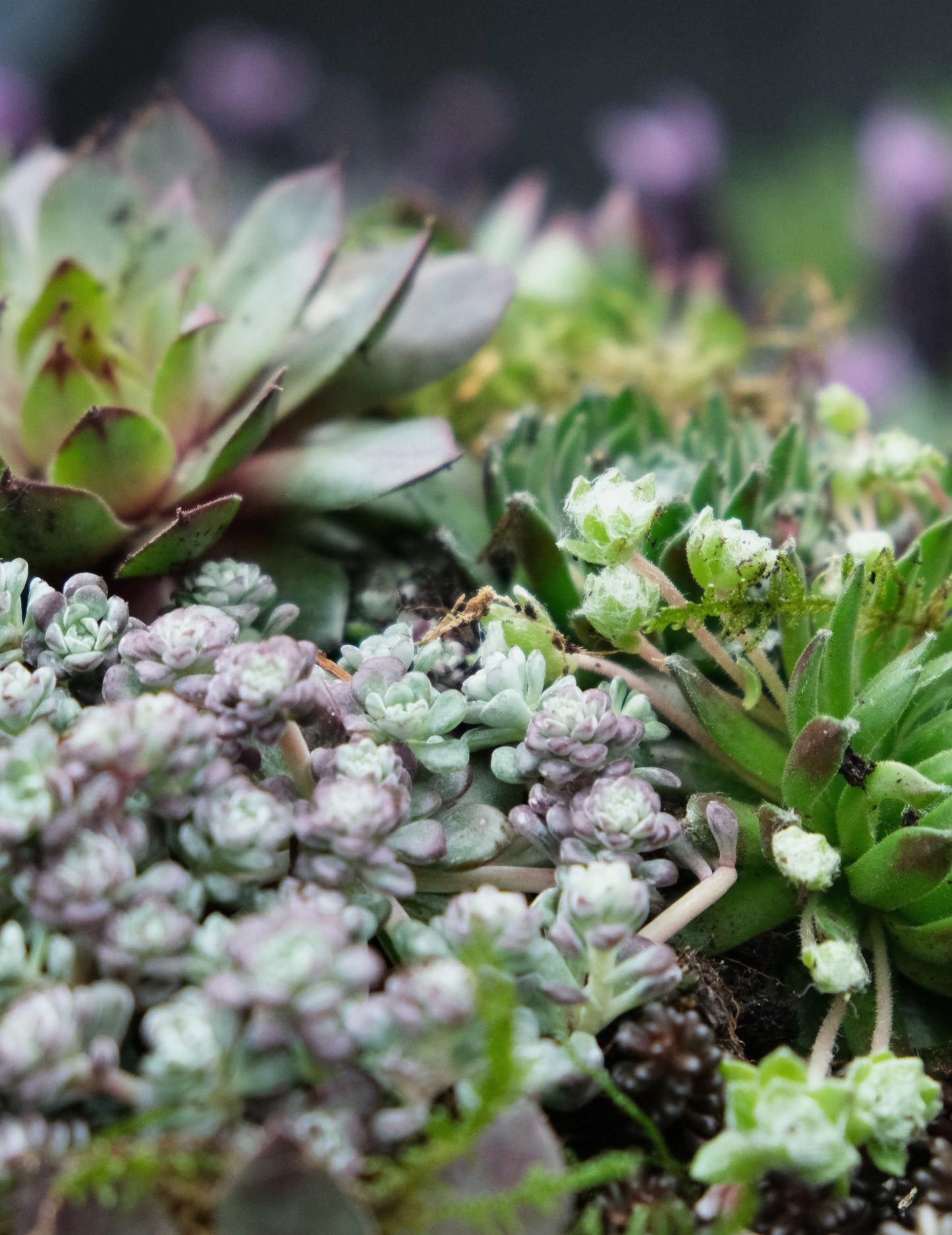 Workshop: Green Sedum Plantbowl
