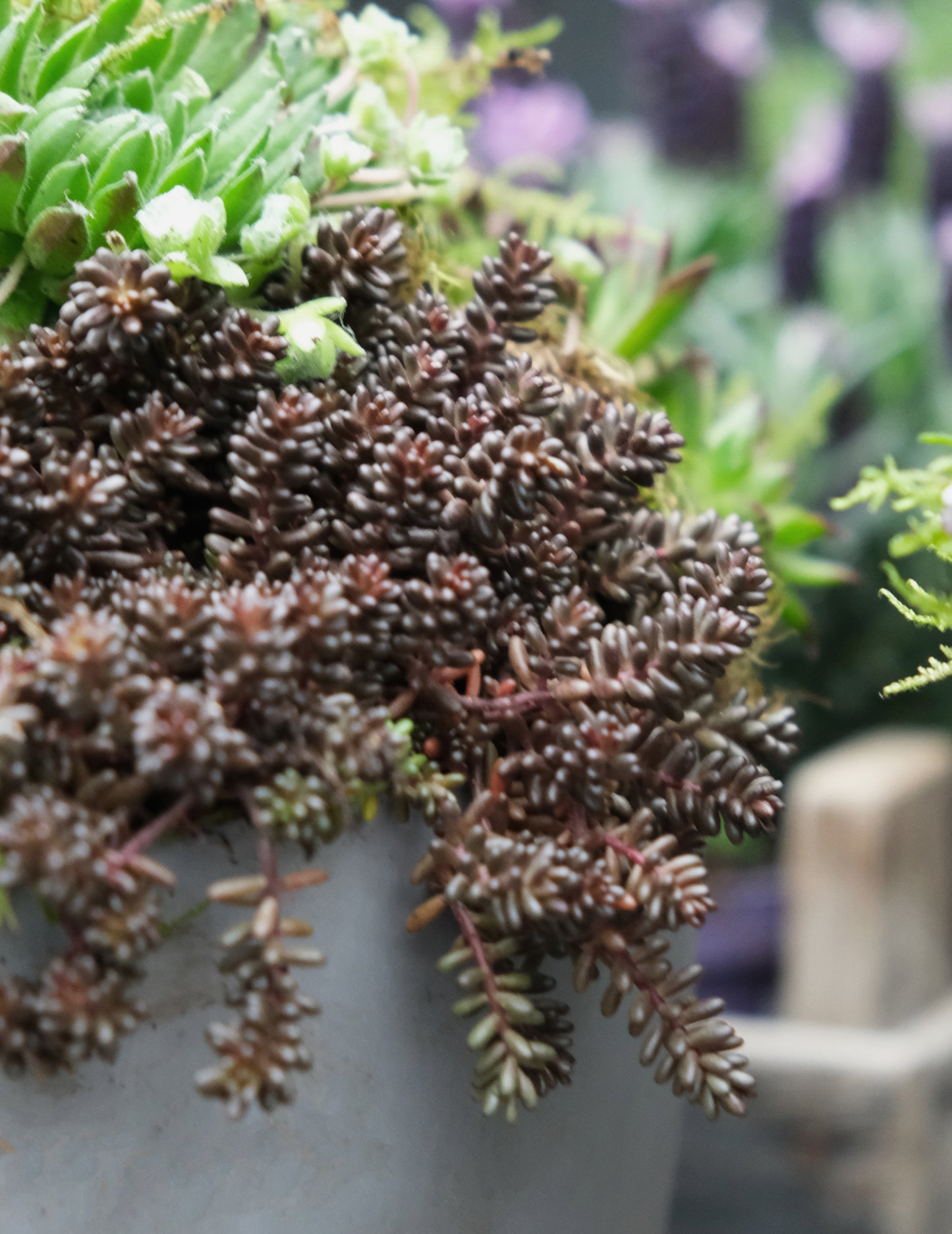 Workshop: Green Sedum Plantbowl