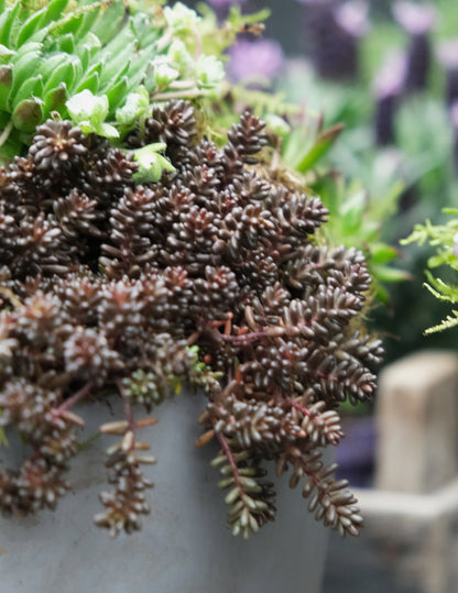 Workshop: Green Sedum Plantbowl