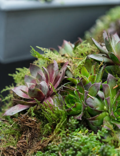 Workshop: Green Sedum Plantbowl