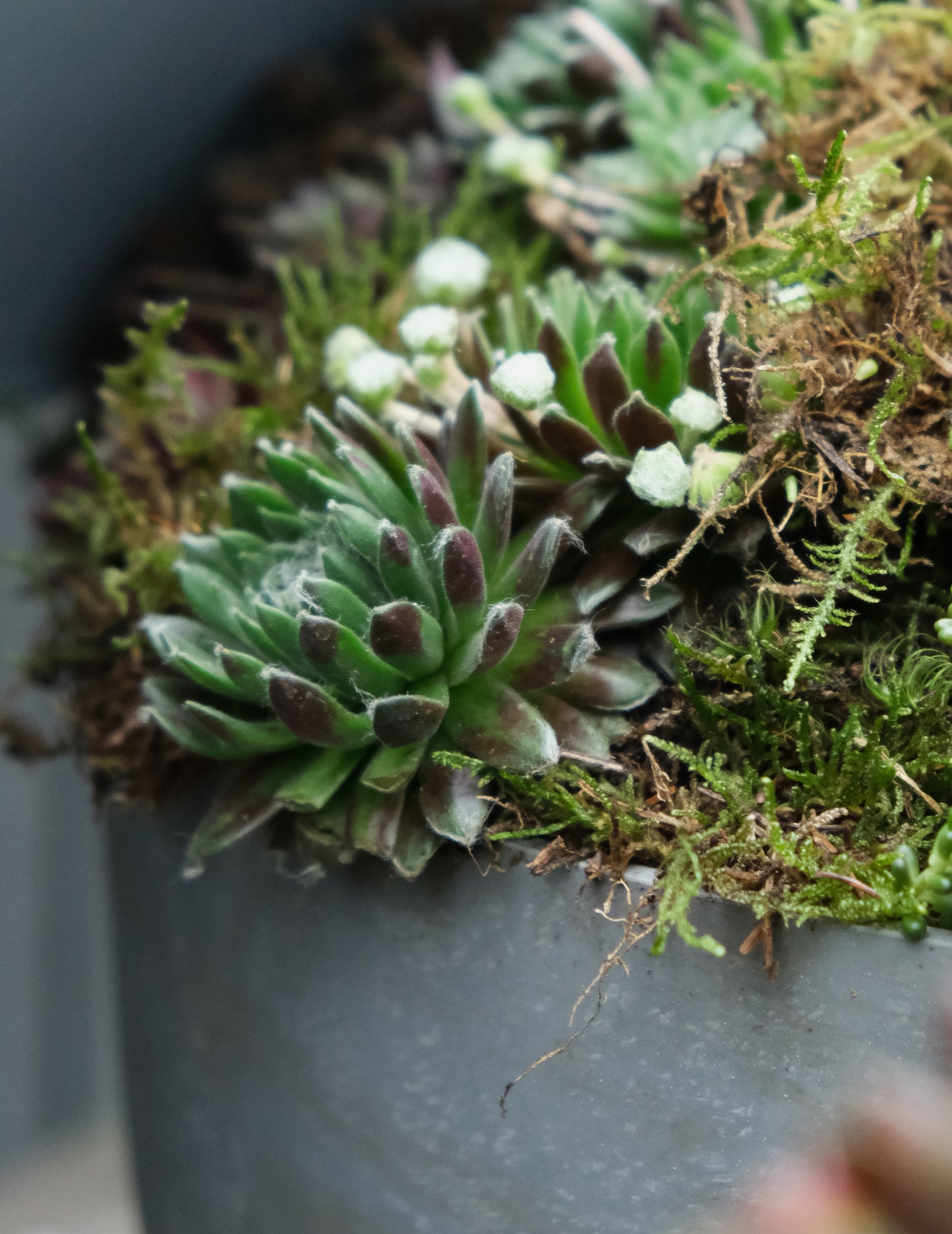 Workshop: Green Sedum Plantbowl