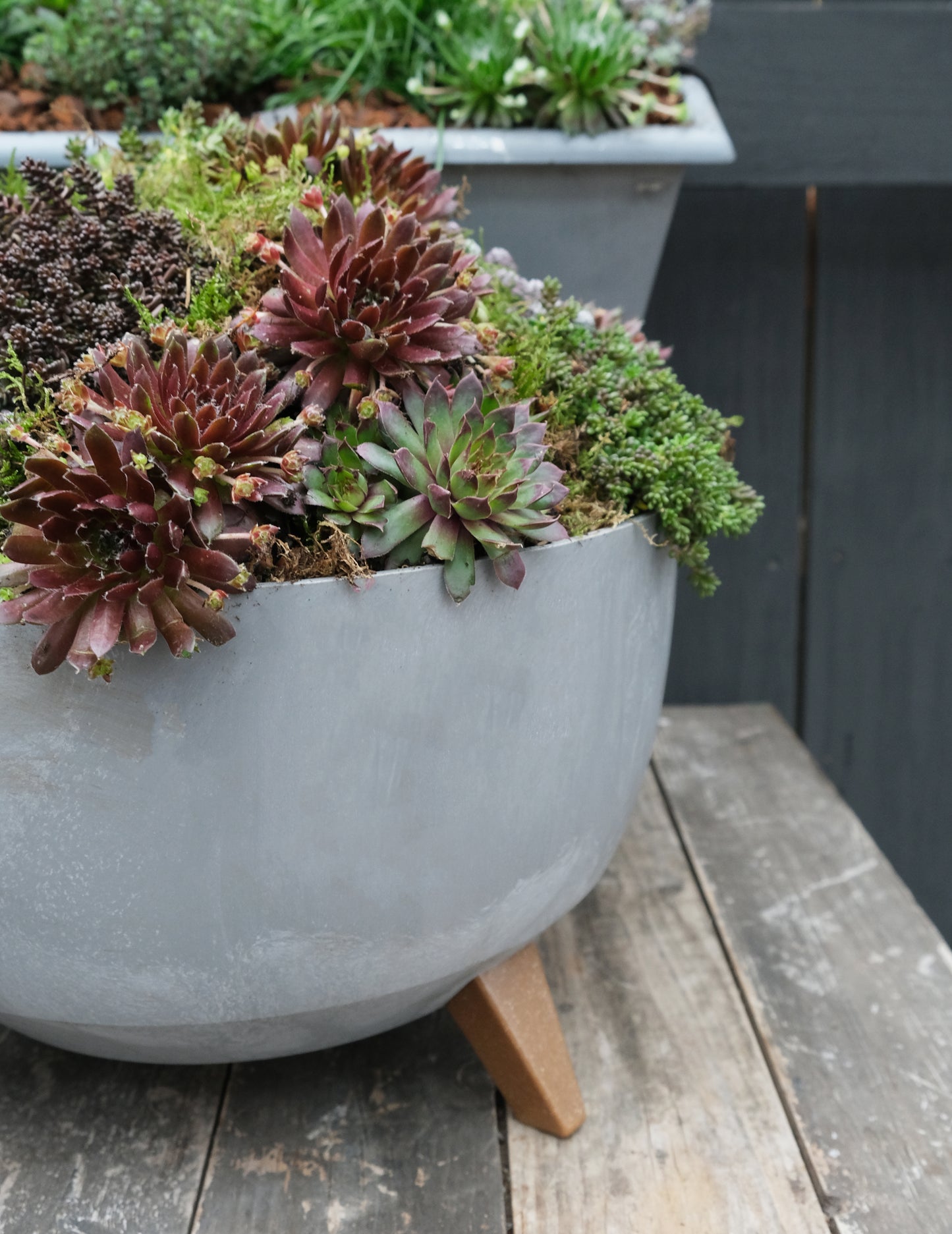 Workshop: Green Sedum Plantbowl