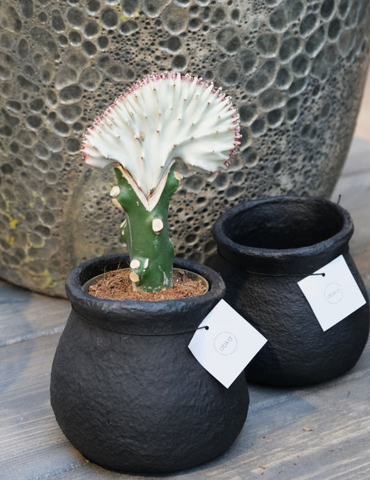 DBKD Papier-Blumentopf